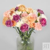 Сортовая гвоздика диантус 90960 фото 1